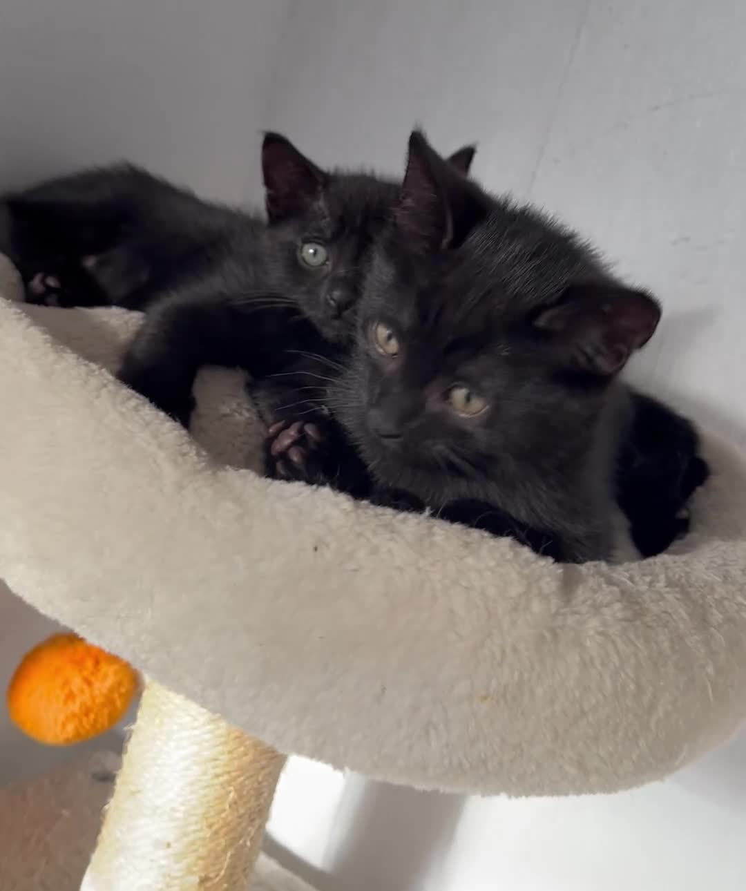 Mixed Breed cats for sale: Russian Blue mix breed kittens  - Video 1