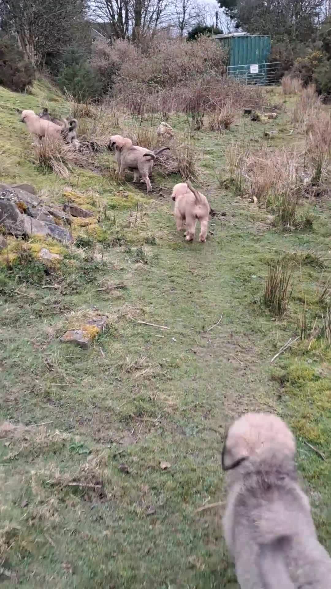 Caucasian Shepherd Dog dogs for sale: Beautiful Russian shepherd puppies - Video 1