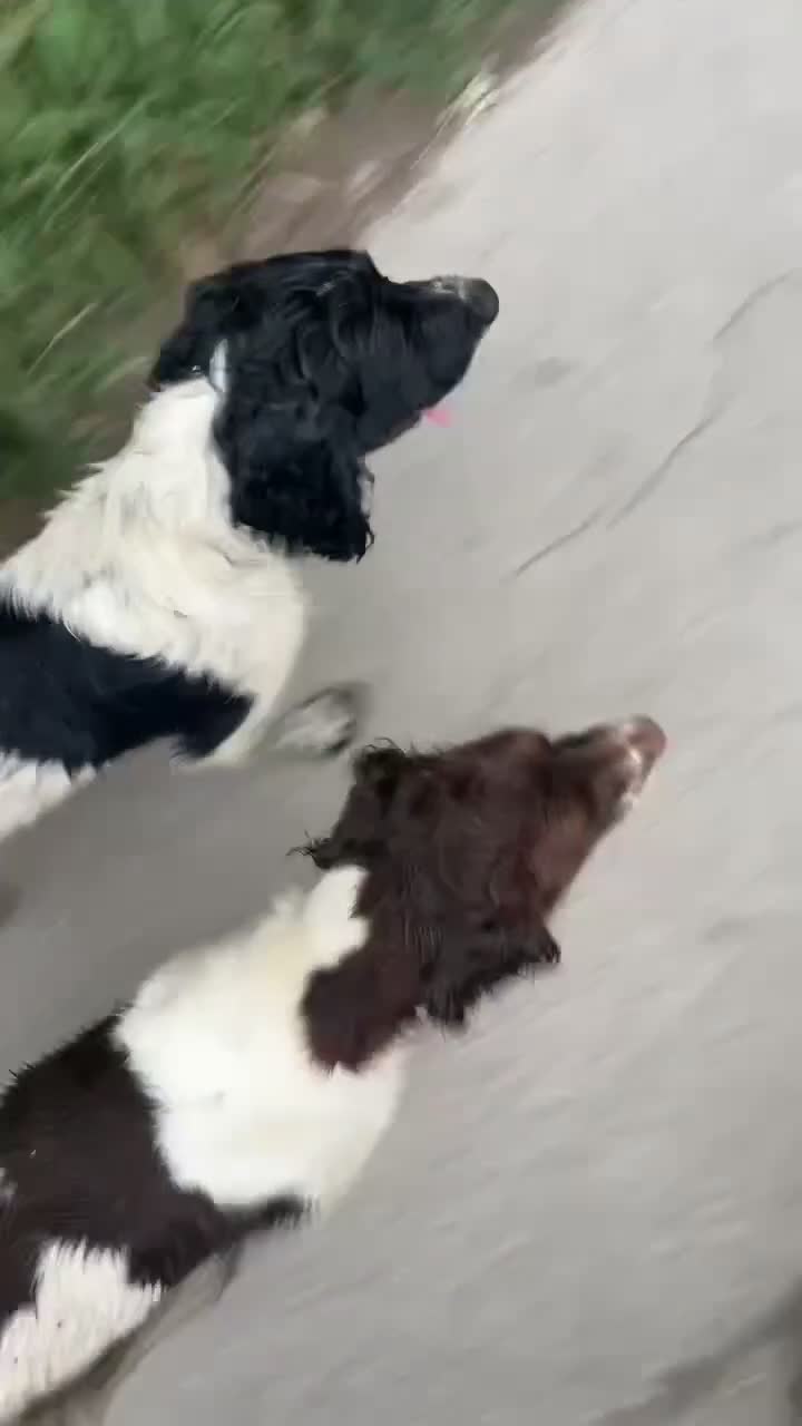 English Springer Spaniel dogs for sale: Working Springer Spaniel Puppies  - Video 1