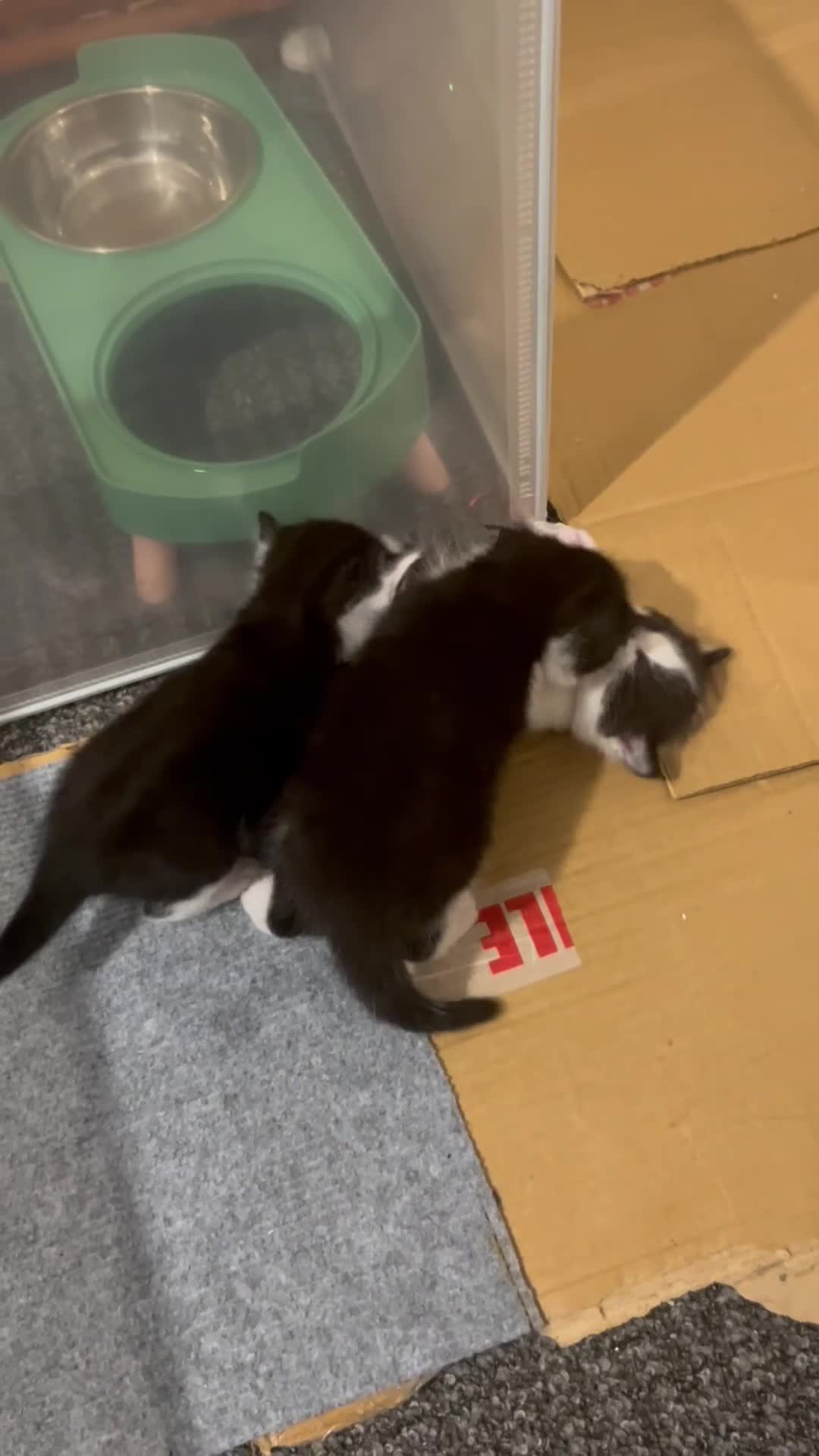 Mixed Breed cats for sale: Tuxedo kittens  - Video 3