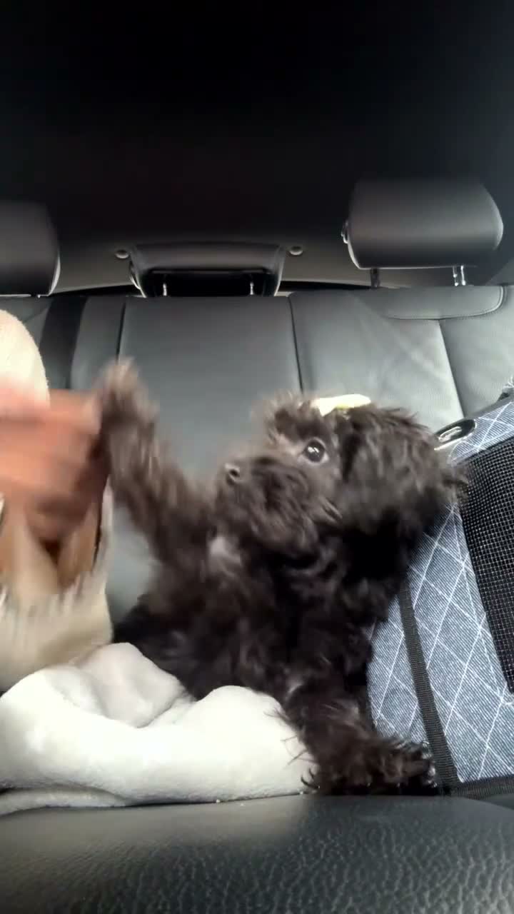 Cockapoo dogs for sale: Miniature Cockapoo 11 Month Old Pup - Video 1