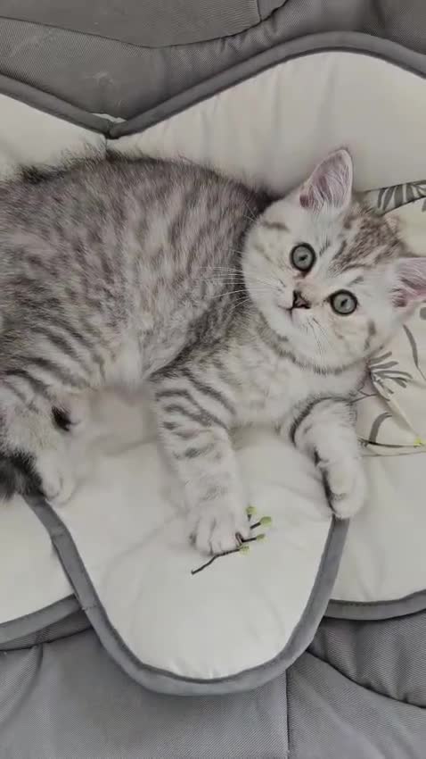 British Shorthair cats for sale: GCCF Blue BSH chunky champion lines - Video 2