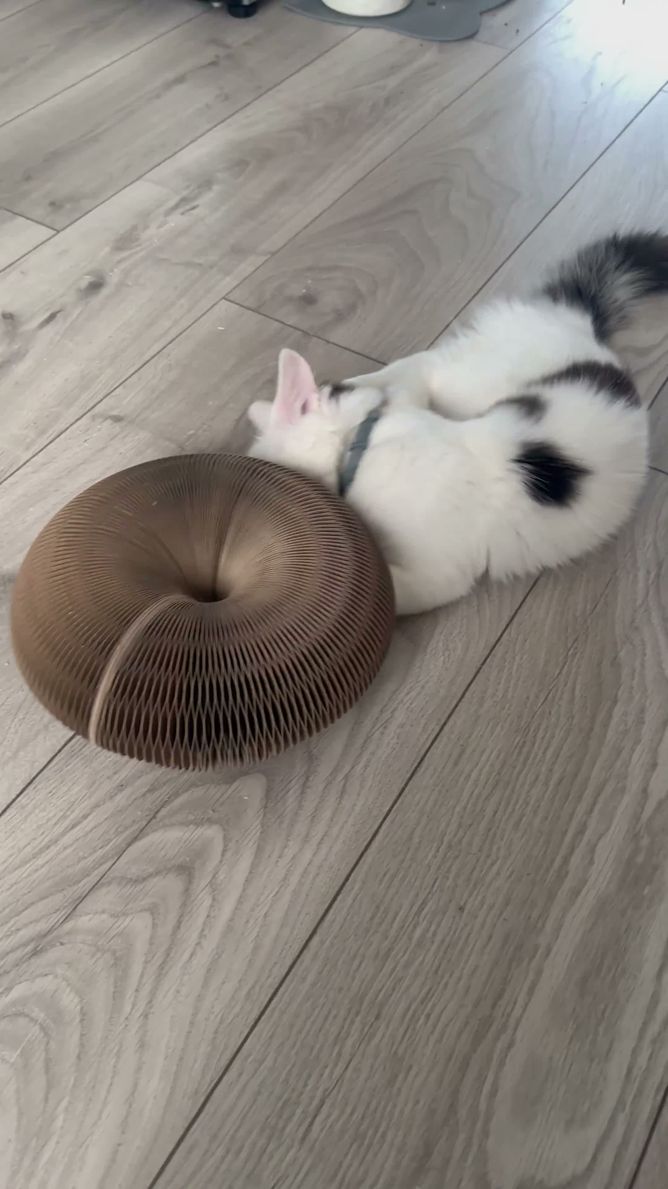 Ragdoll cats for sale: Beautiful cat   - Video 1