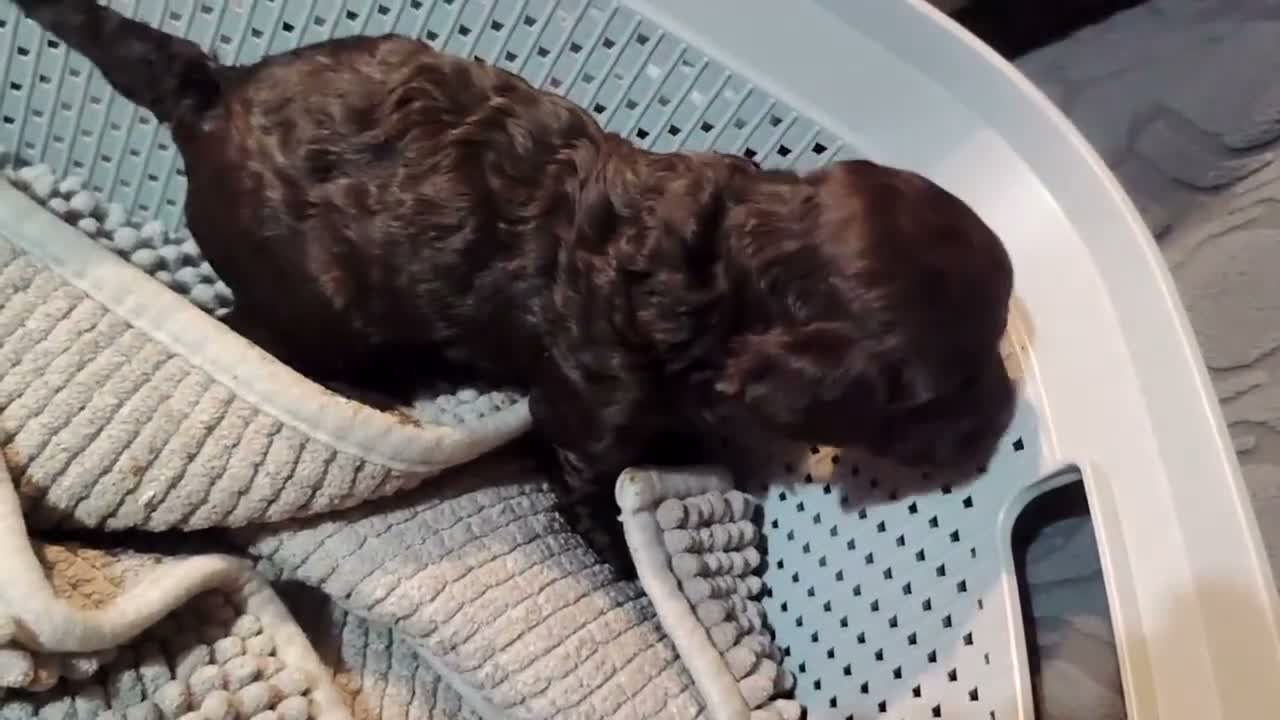 Cockapoo dogs for sale: Cookapoos - Video 5