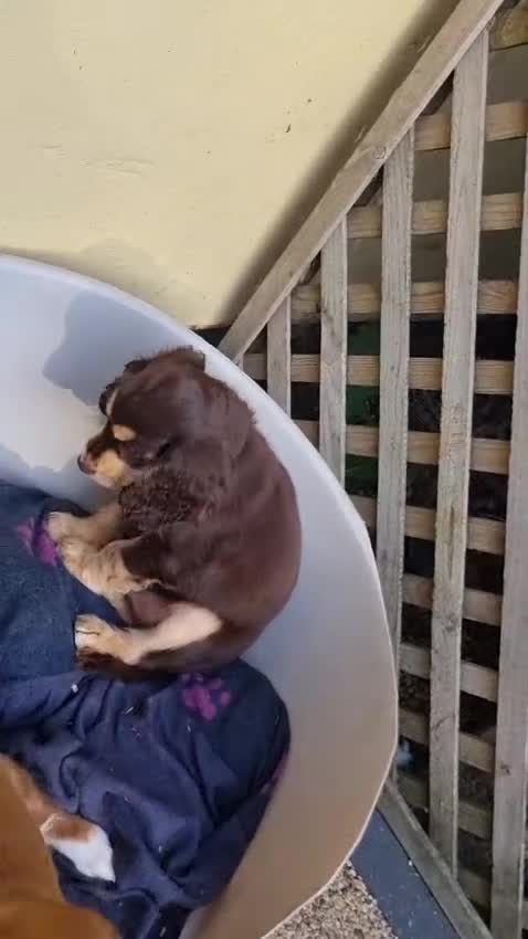 Cocker Spaniel dogs for sale: Gorgeous Chocolate & Sable Show Cocker Pups Ready - Video 2