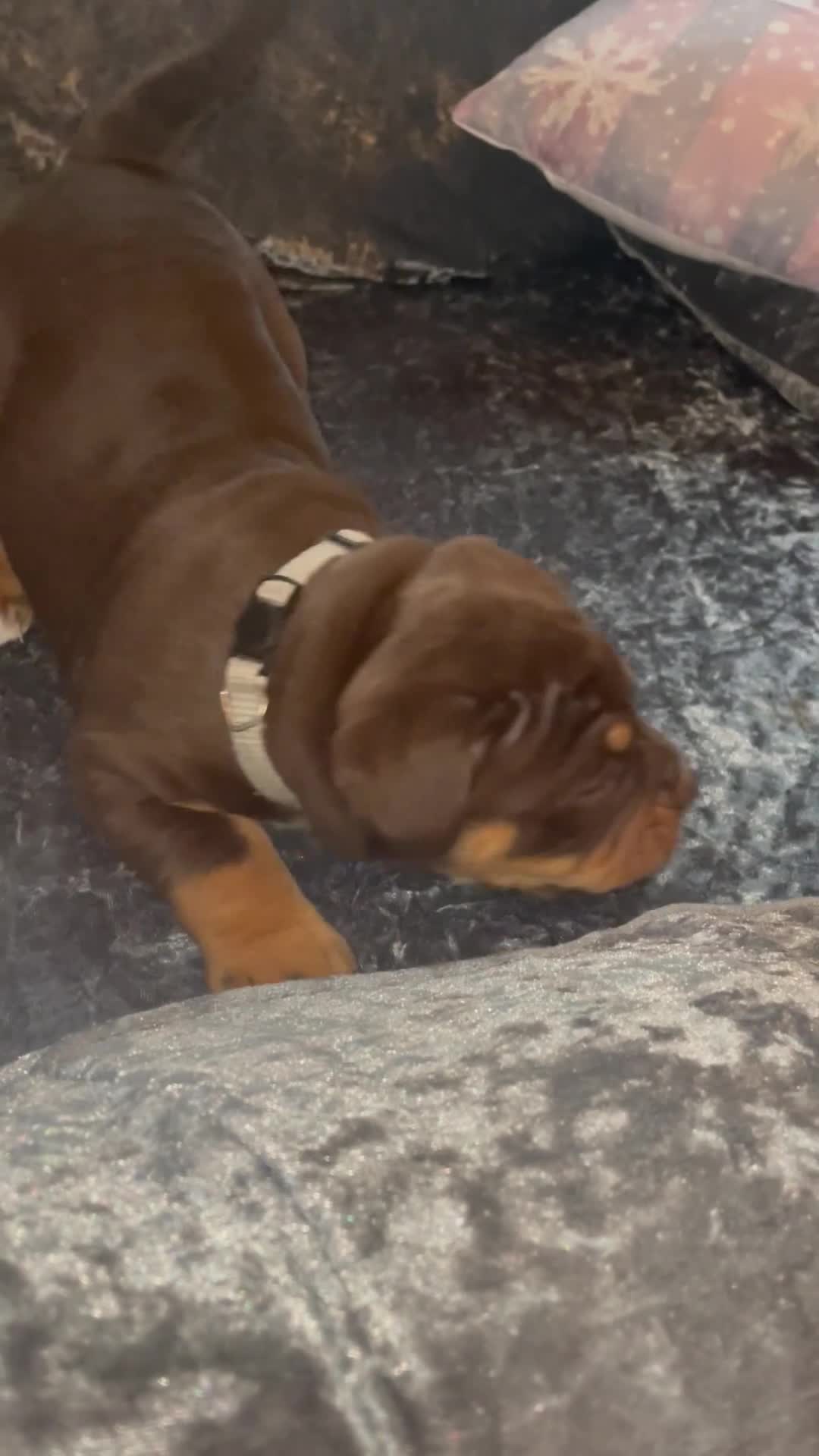 Olde English Bulldogge dogs for sale: NEBBR registered Olde English bulldogge puppies - Video 2