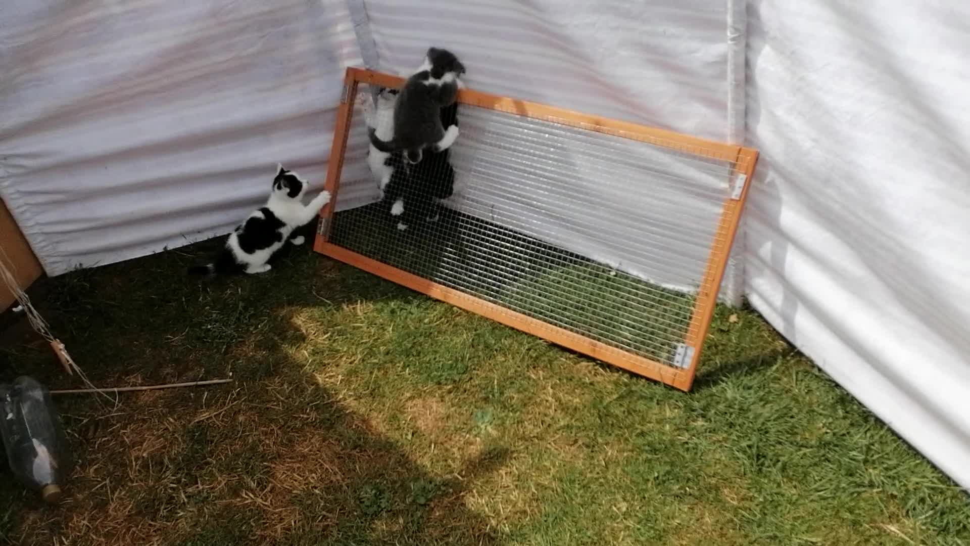 Mixed Breed cats for sale: 4 Mixed breed Kittens  in Boston - Video 1