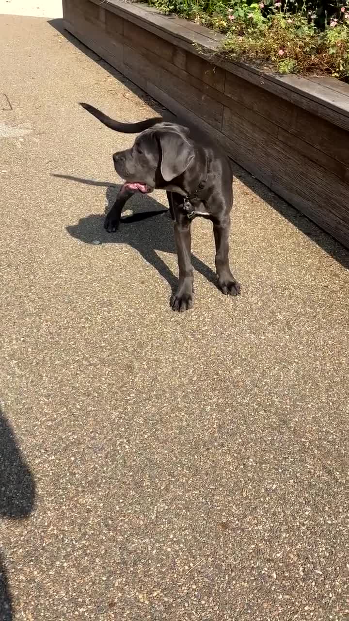 Cane Corso dogs for sale: Cane Corse Female  - Video 5