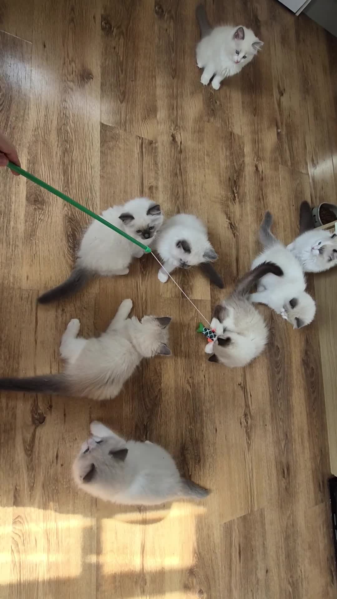 Ragdoll cats for sale: Ragdoll kittens GCCF regsitered - Video 3