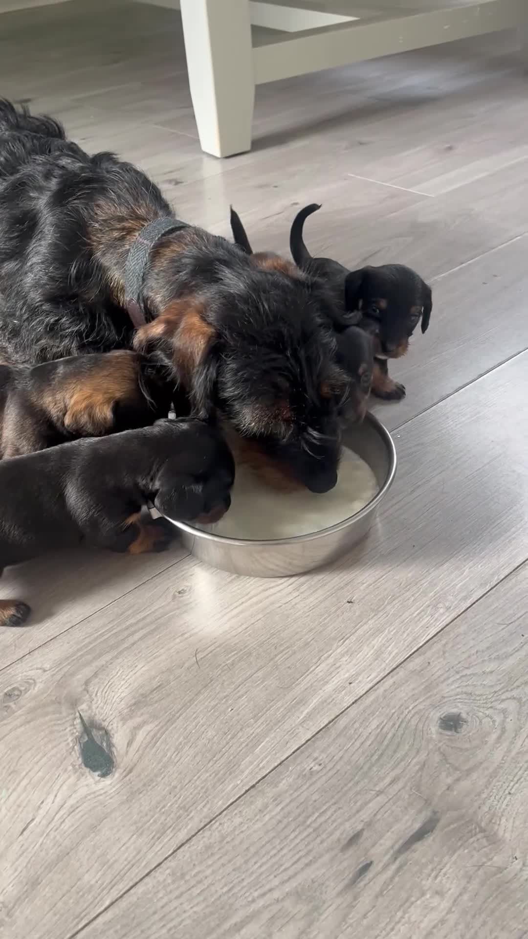 Mixed Breed dogs for sale: 8 beautiful dashaund X Jack Russel puppies  - Video 2