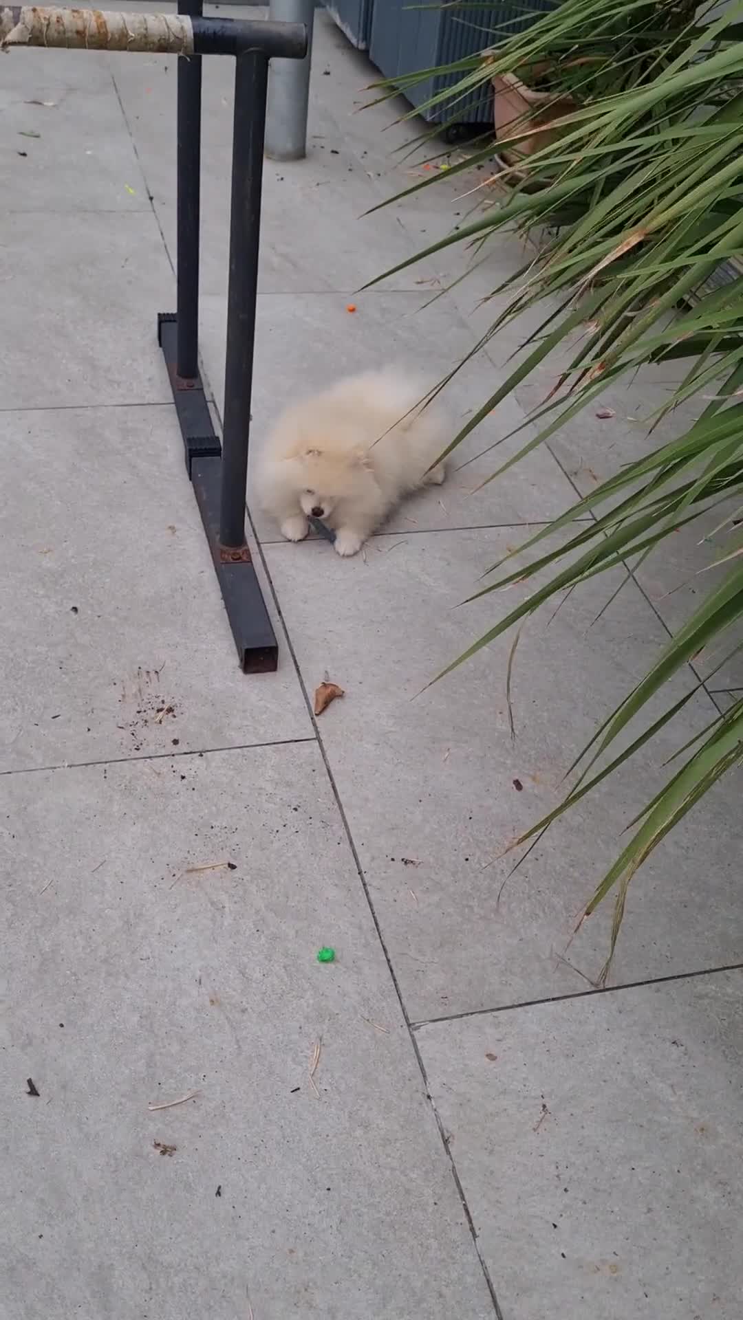 Pomeranian dogs for sale: Stunning Teddy purebreed Russian/Ukrainian poms in Basildon - Video 1