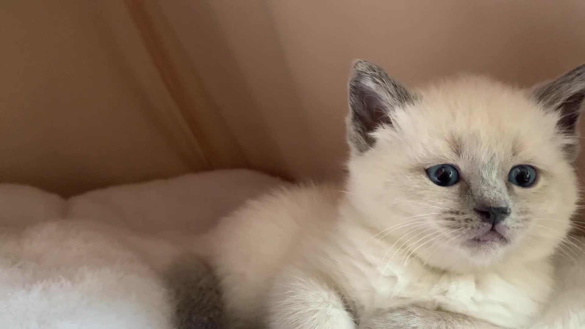 Ragdoll cats for sale: Ragdoll kittens £750 - Video 1