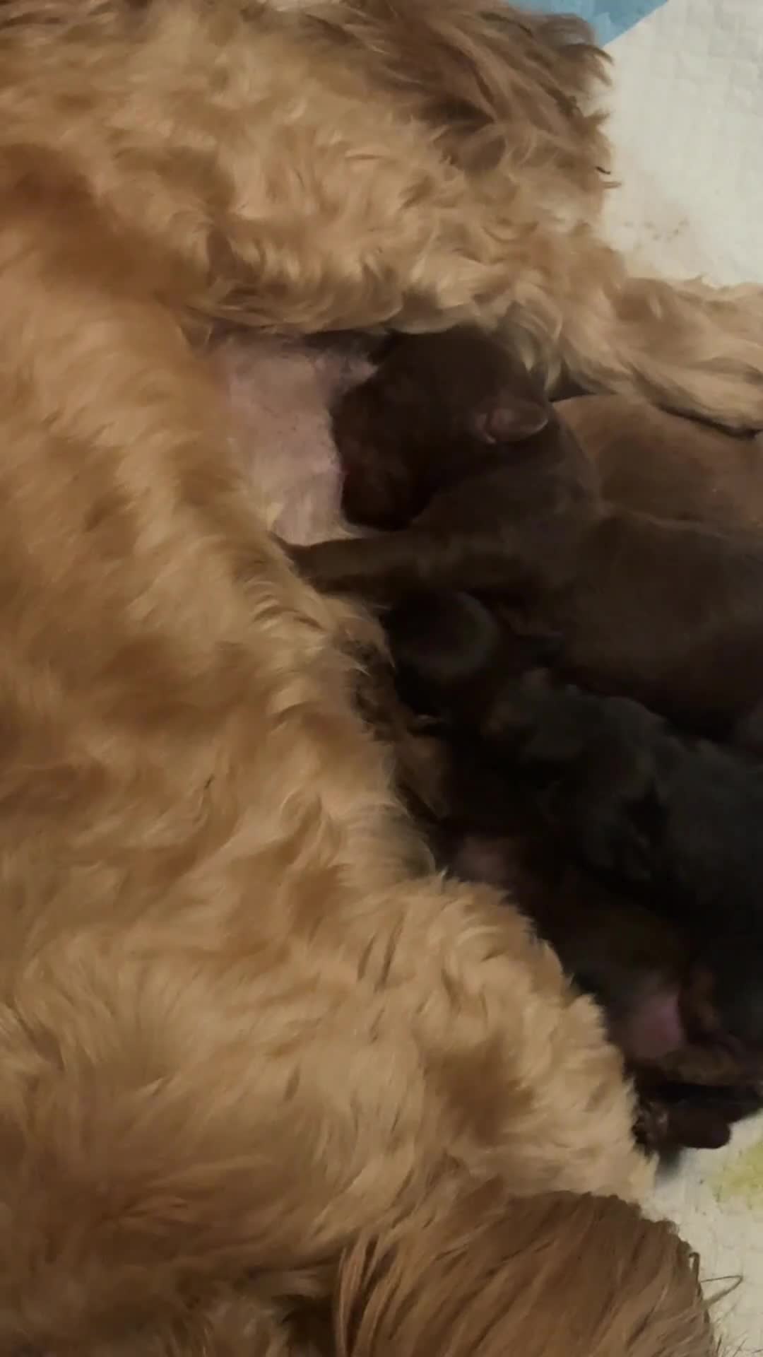 Shihpoo dogs for sale: Shihpoo’s for sale x3  - Video 1