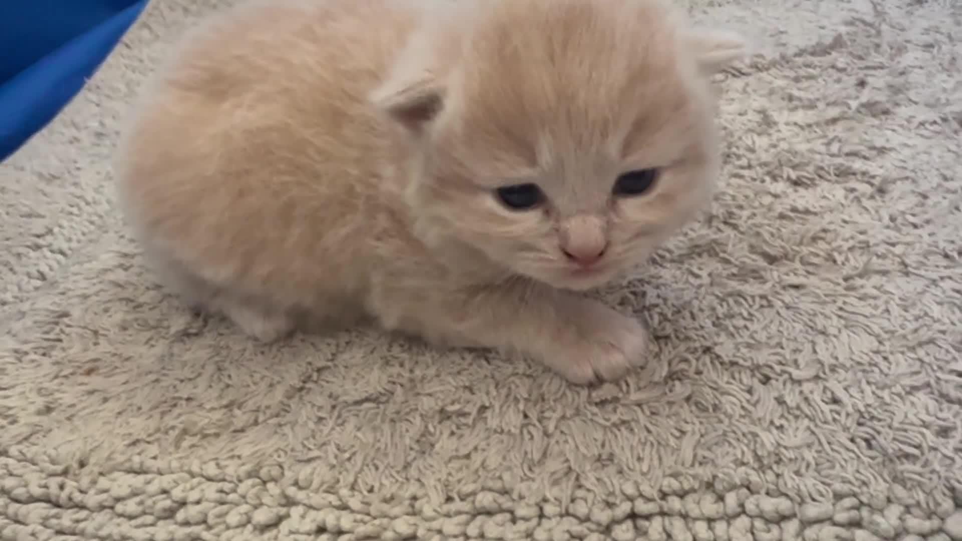 Maine Coon cats for sale: MAGICAL MAINE COON KITTENS - Video 4