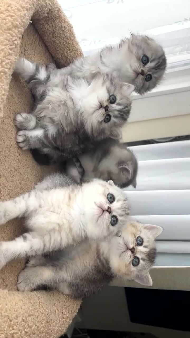 Scottish Fold cats for sale: Adorable Scottish Fold Kittens  - Video 2