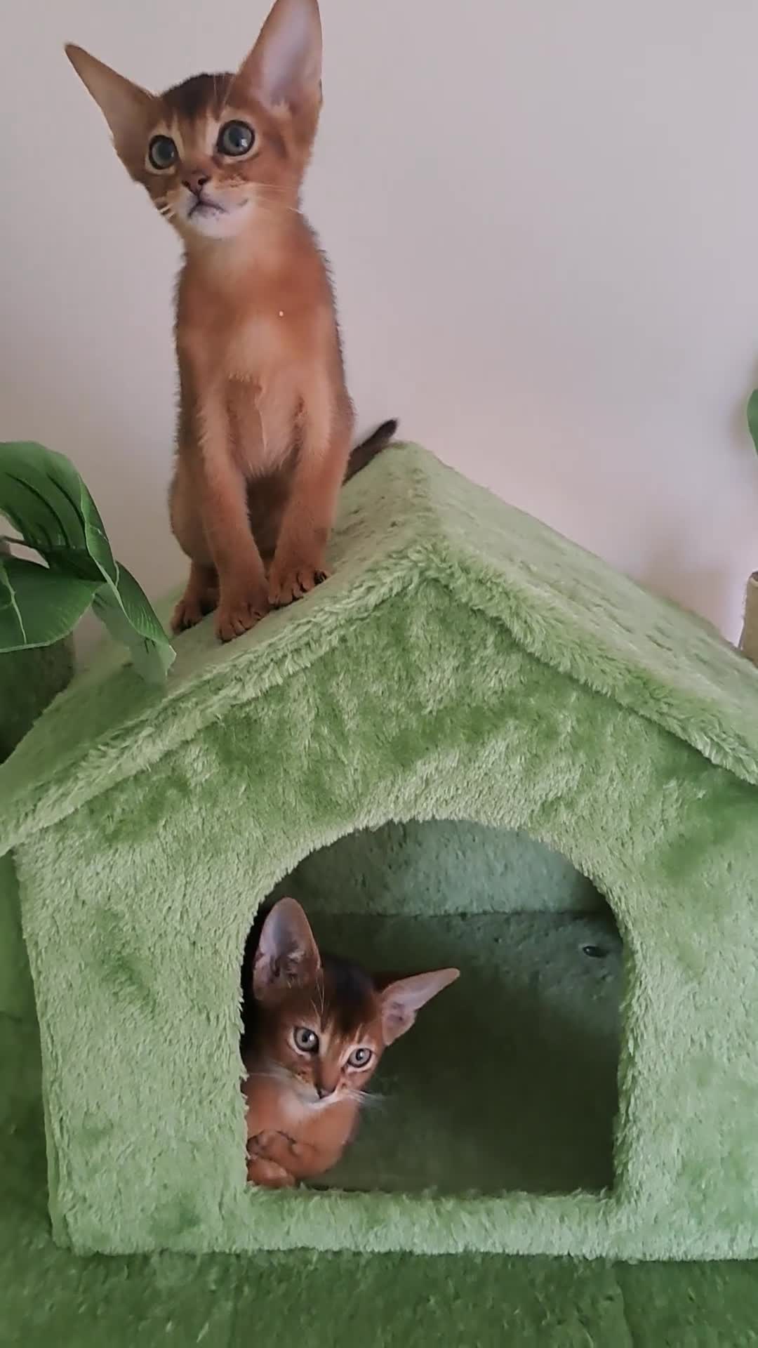 Abyssinian cats for sale: Beautiful Abyssinian Kittens - Video 2