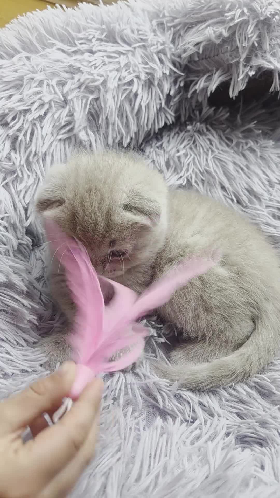 British Longhair cats for sale: Kittens lilack, blue fluffy boys, Scottish fold  - Video 2