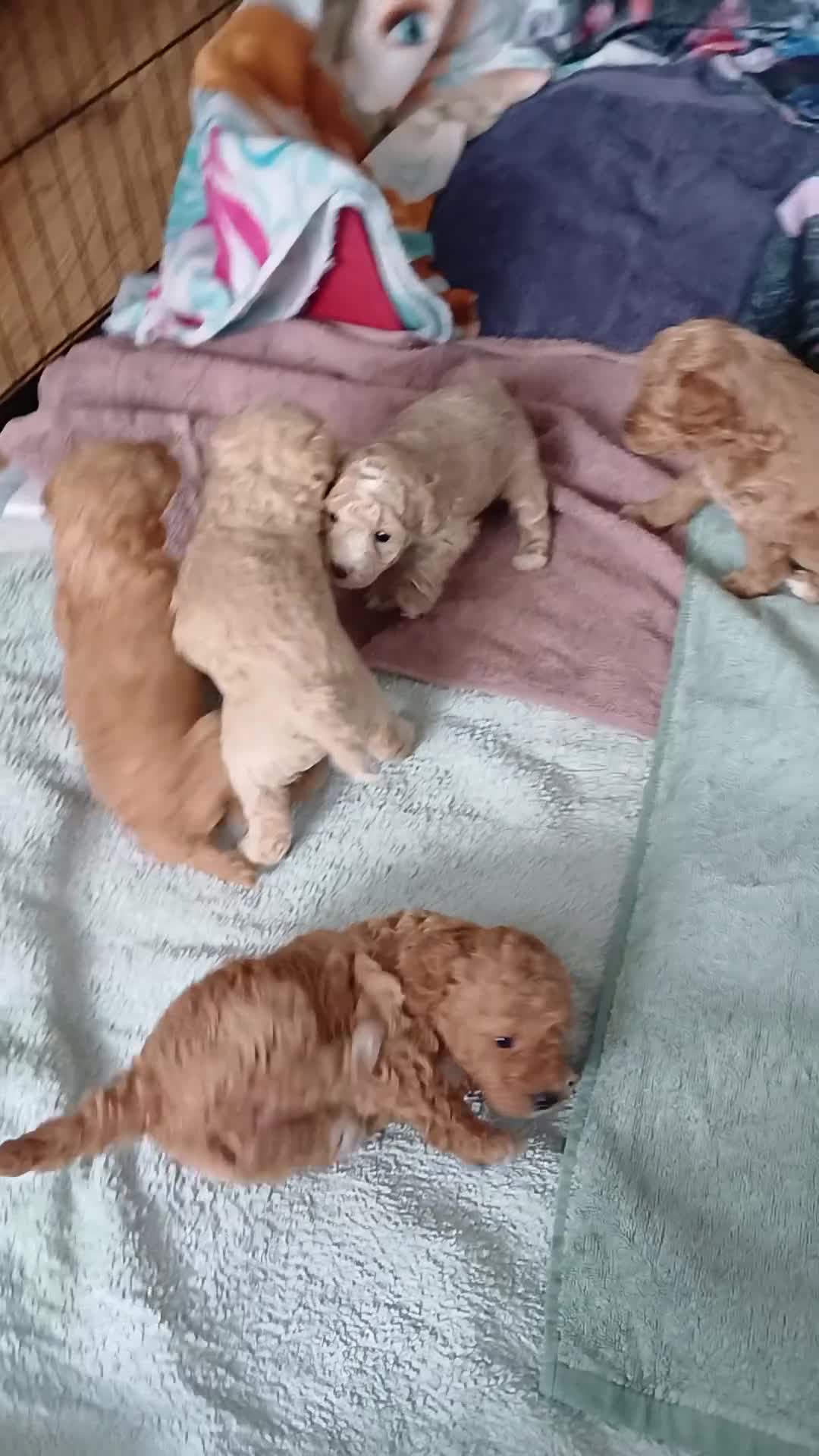 Mixed Breed dogs for sale: Poochon Puppies in Gretna - Video 1