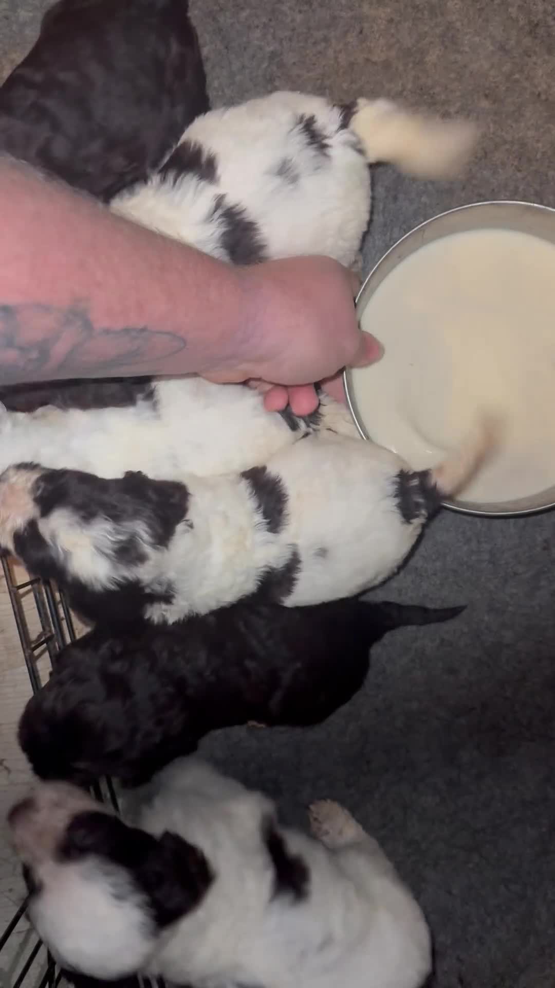 Cockapoo dogs for sale: Miniature cockapoos - Video 3