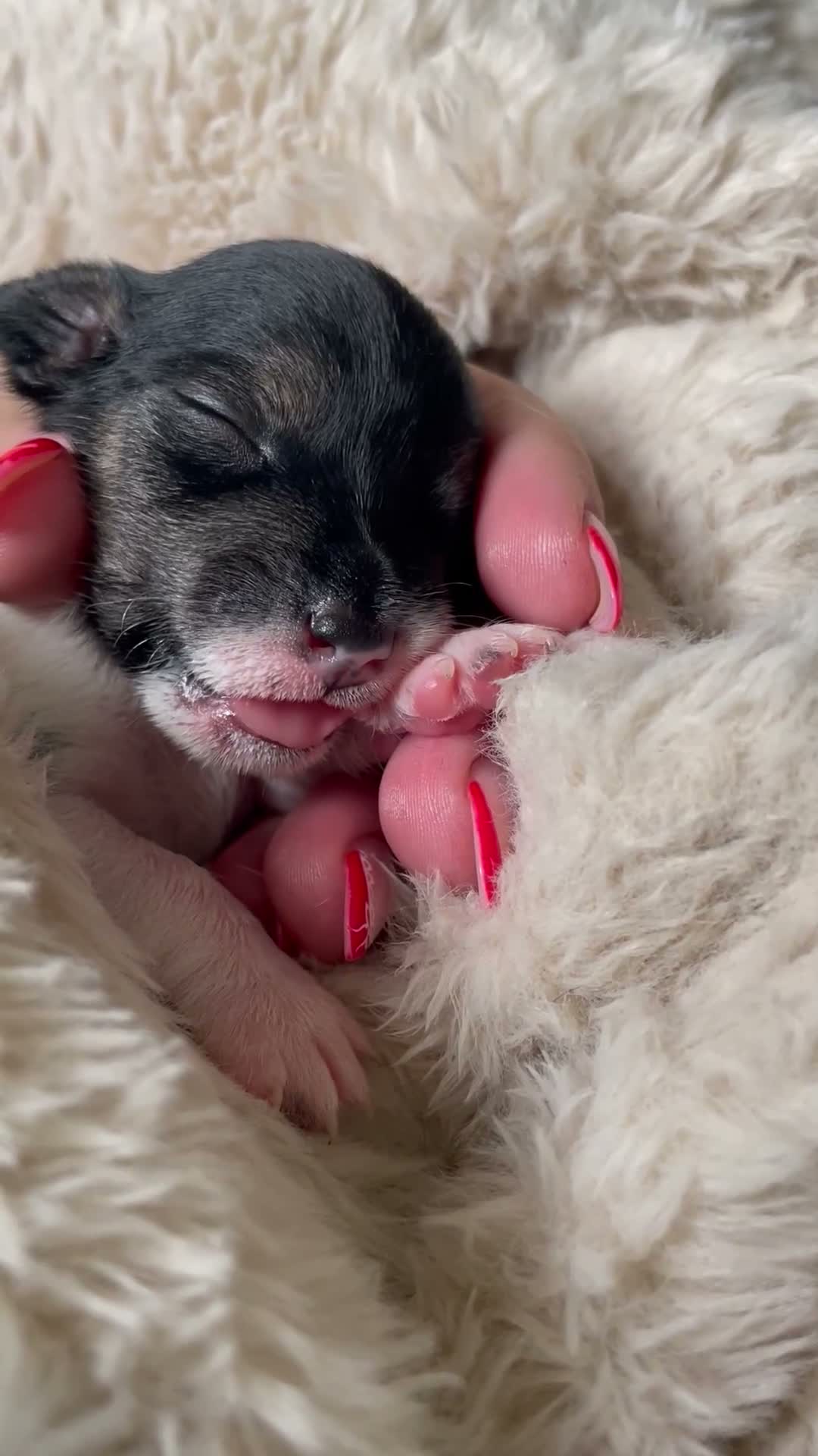 Jack Russell dogs for sale: Stunning Jack Russell puppies - Video 2