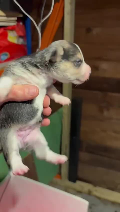 Jack Russell dogs for sale: Miniature jack Russell’s  - Video 1