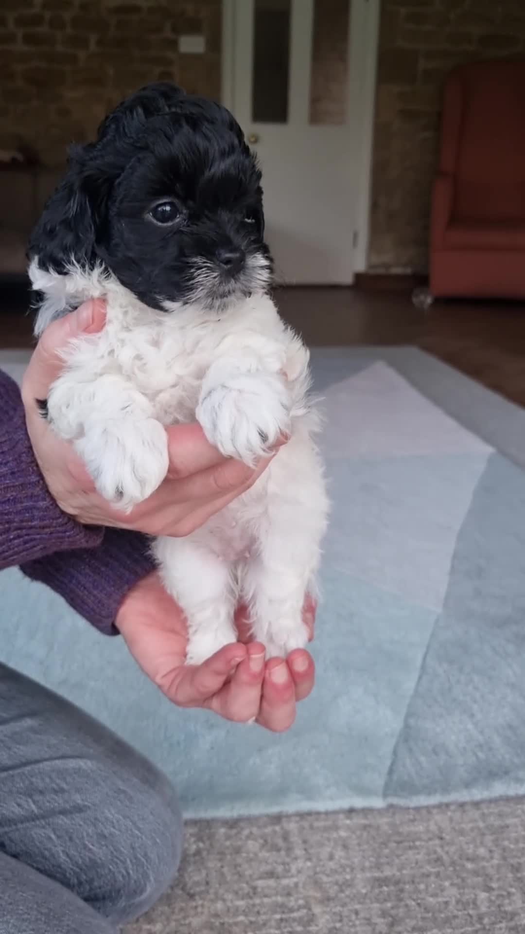 Maltipoo dogs for sale: Family-Raised F2 Toy Maltipoos✨DNA Clear✨Pedigree - Video 2