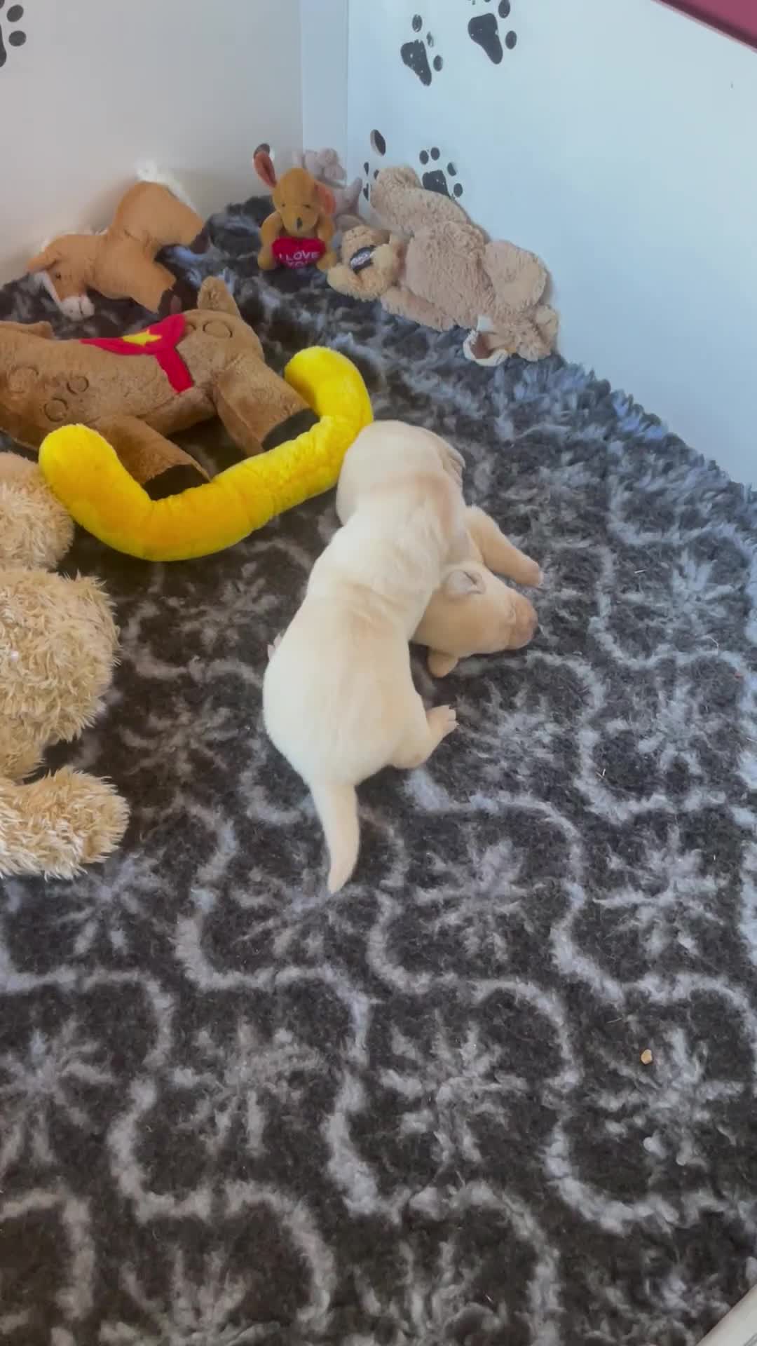 Labrador Retriever dogs for sale: Fabulous KC registered labradors - Video 2