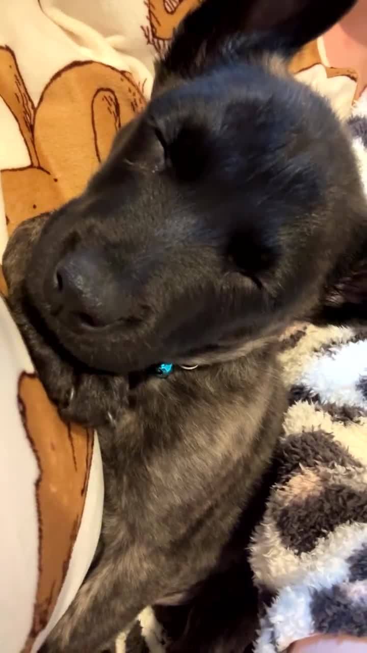 Mixed Breed dogs for sale: Belgium malinos x German shepherd - Video 1