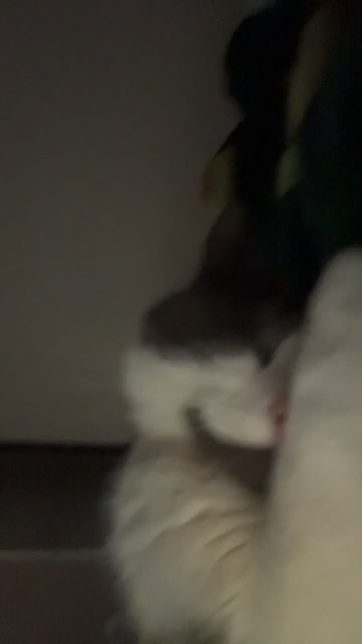 Mixed Breed cats for sale: Archie - Neutered Male House Cat  - Video 1