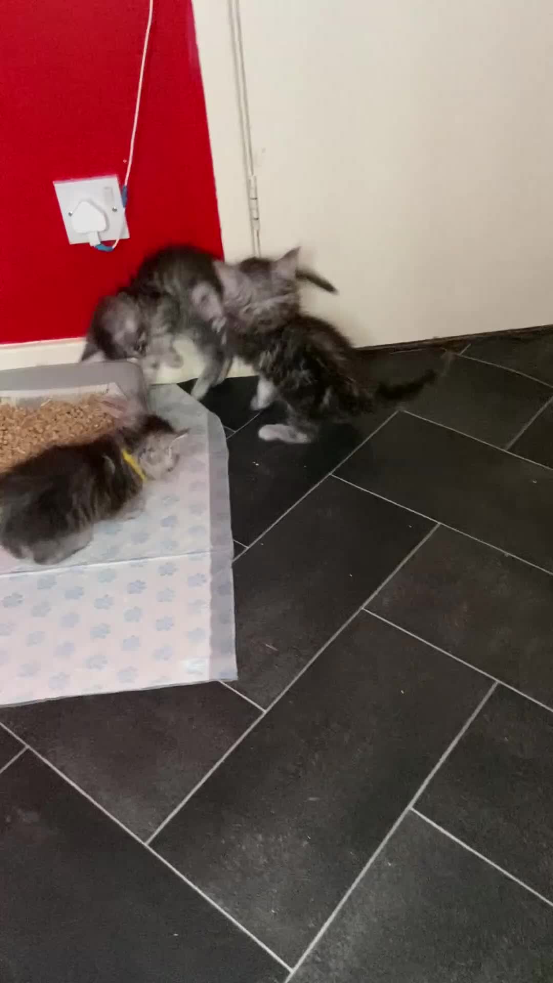 Maine Coon cats for sale: Maine Coon Kittens For Sale (Ready Soon) - Video 1