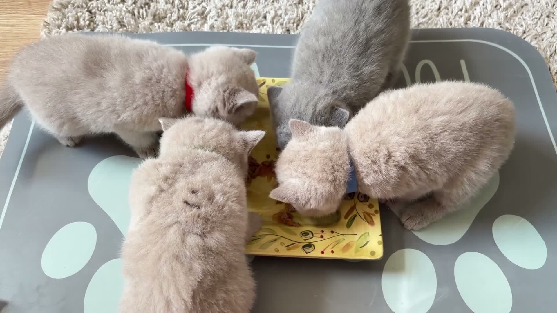 British Shorthair cats for sale: Cuteness beautiful British Shorthair kittens - Video 1