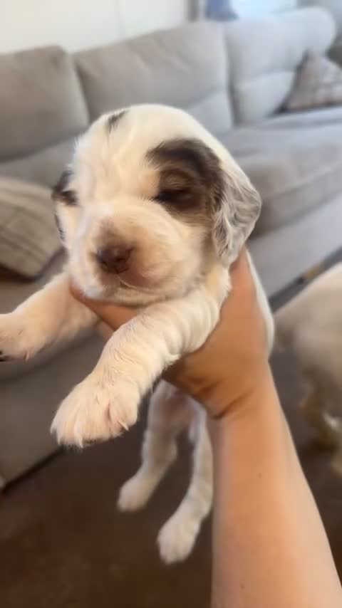 Sprocker dogs for sale: Sproker spaniel make pup - Video 2
