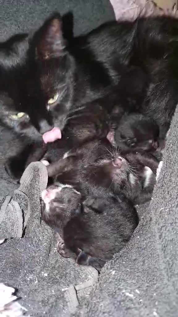 Norwegian Forest Cat cats for sale: Norwegian forest x British long hair - Video 2