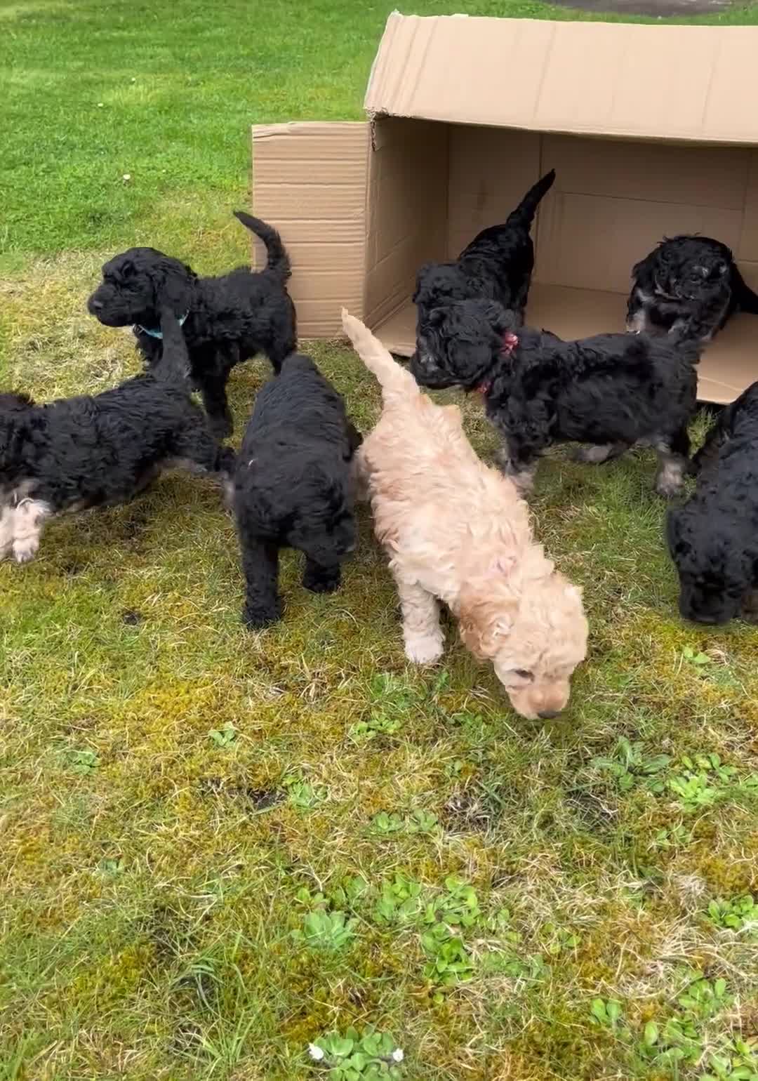 Bordoodle dogs for sale: Bordoodle x Toy Poodle puppies - phantom in Inverness - Video 1