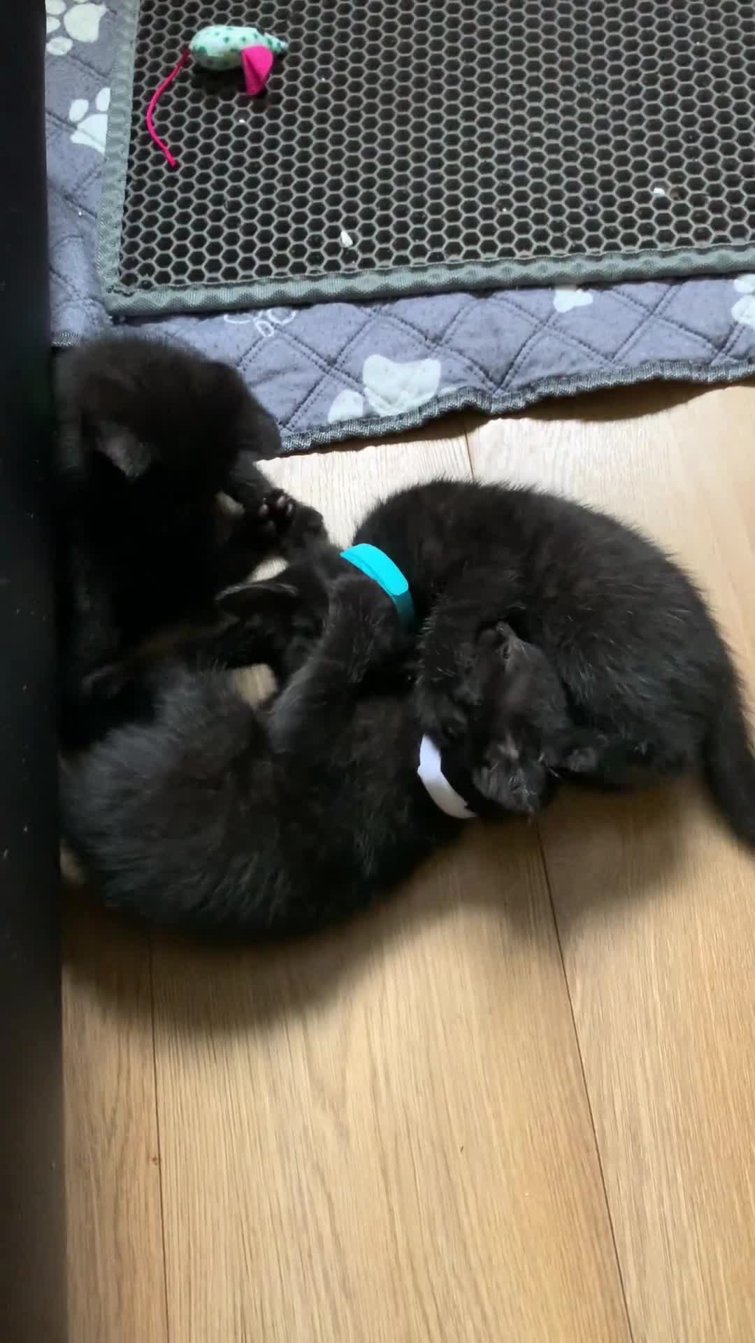 Russian Blue cats for sale: Beautiful Russian Blue x kittens READY NOW - Video 2