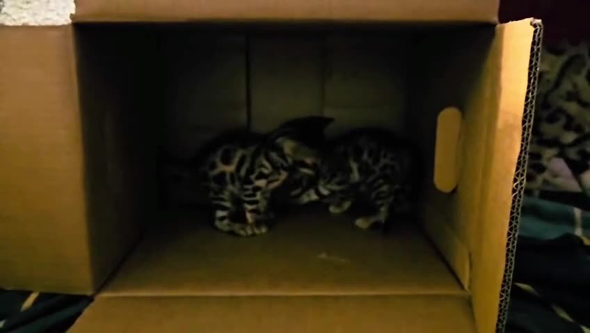 Bengal cats for sale: Guaranteed to be Cuddly *Breed quality*  - Video 3