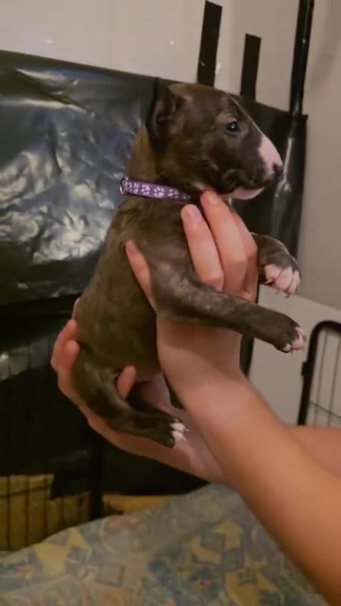 English Bull Terrier dogs for sale: 9 KC REGISTERED ENGLISH BULL TERRIER PUPPEIES in Thetford - Video 3
