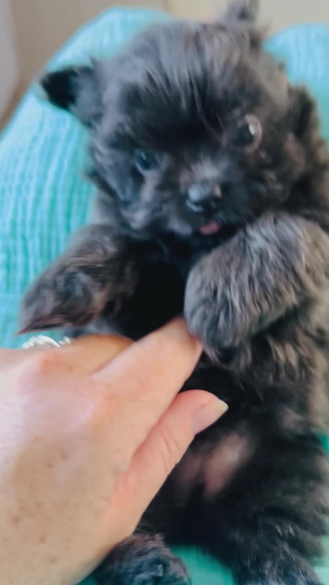 Maltipom dogs for sale: Pomeranian/maltese  in Blackwood - Video 2