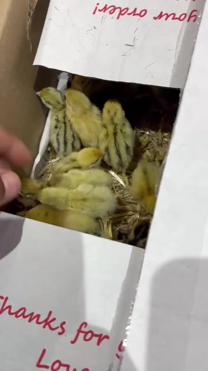 Quail poultry for sale: Coturnix quail chics and hatching eggs  - Video 1