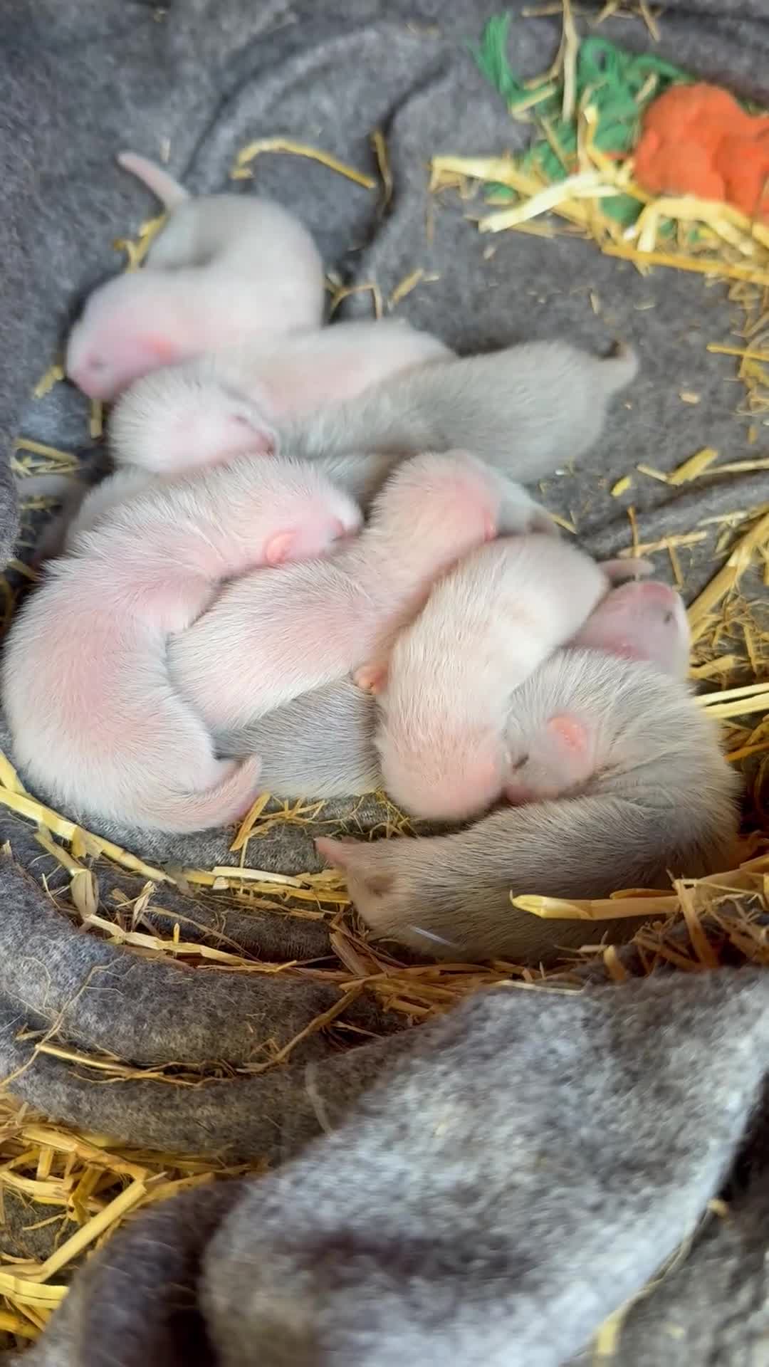 Ferret rodents for sale: Micro Ferrets  in Newent - Video 1
