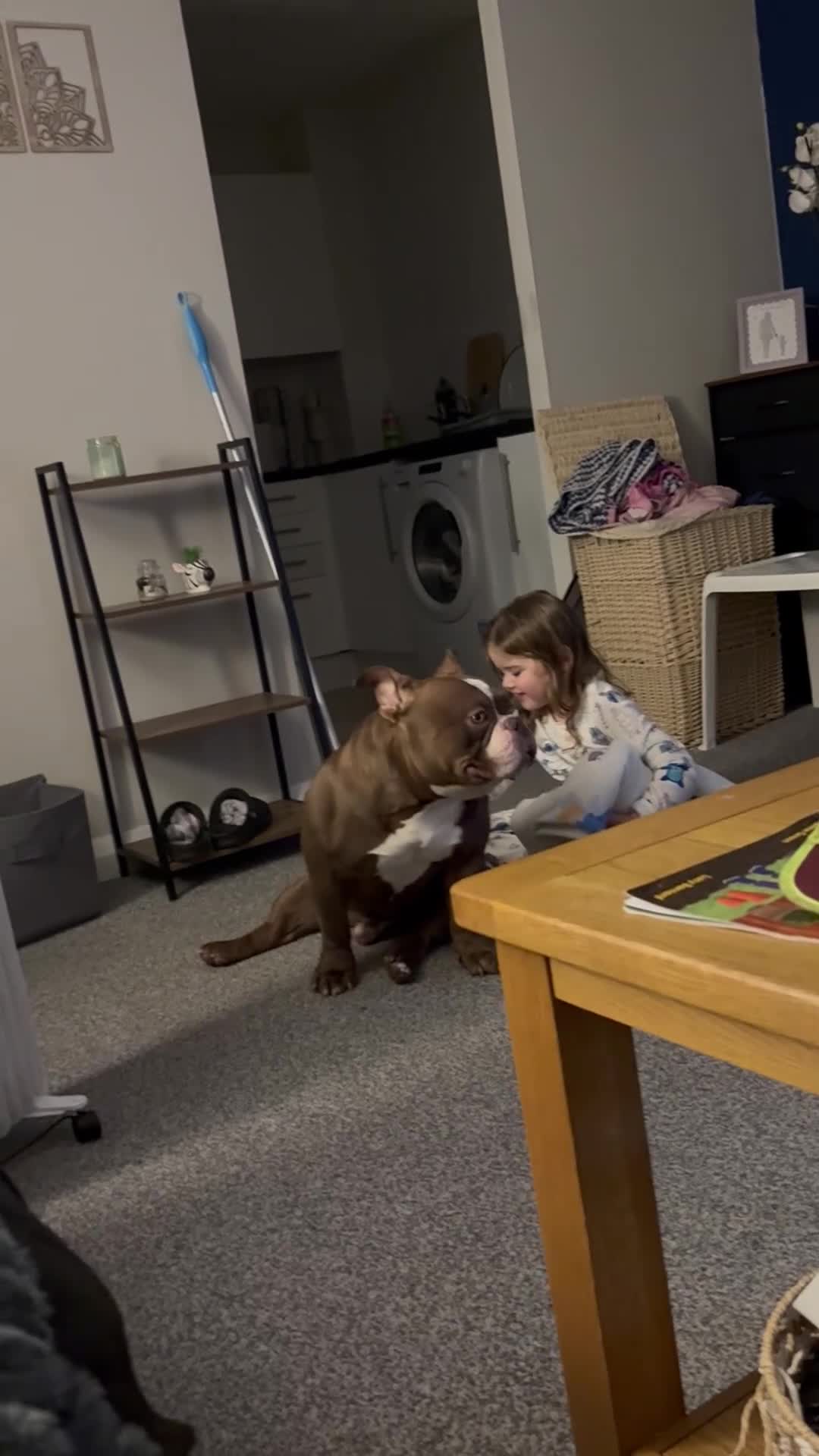 American Bully dogs for stud: For stud  - Video 1