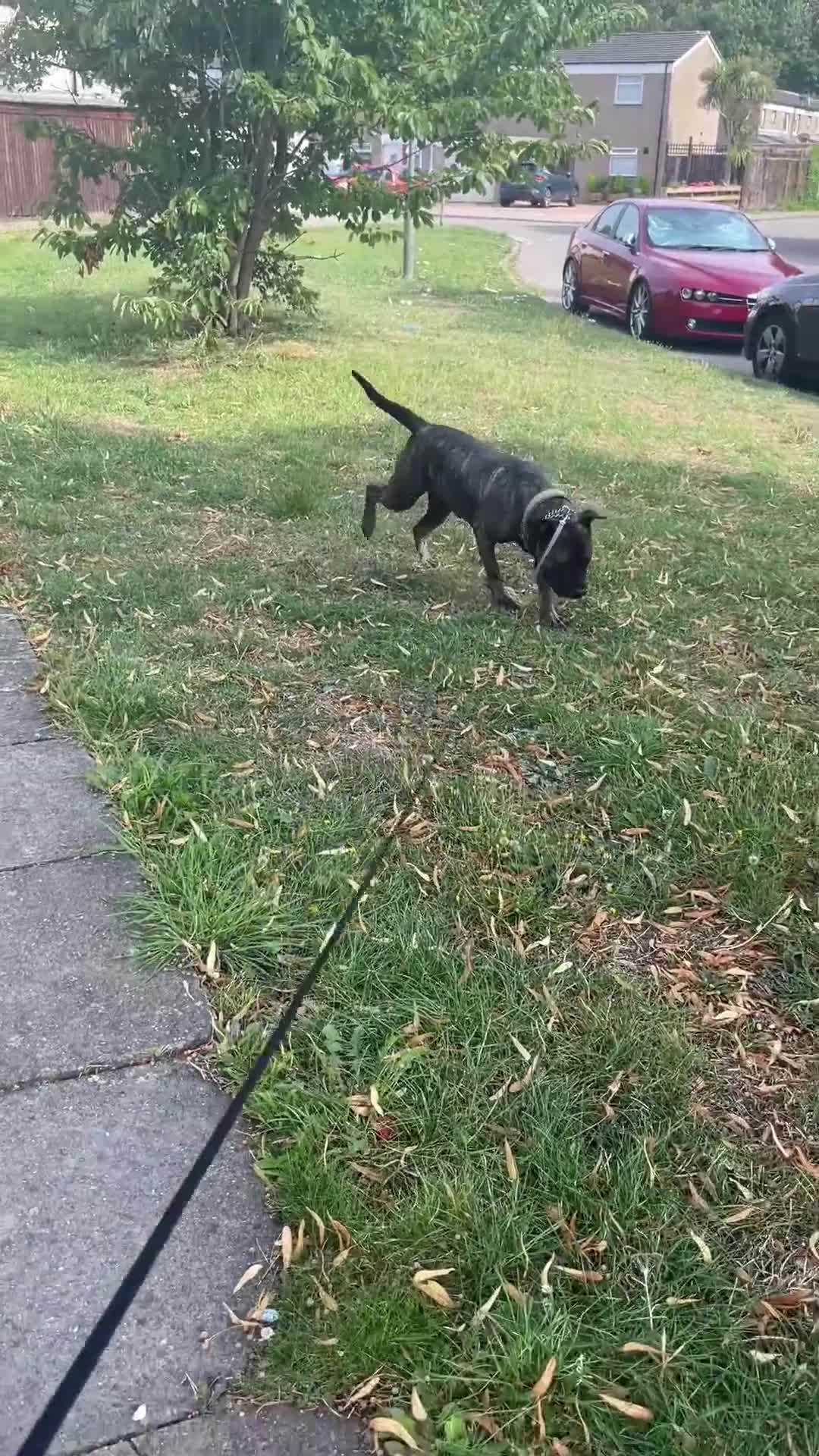 Presa Canario dogs for sale: 5 year old female presa canario  - Video 2