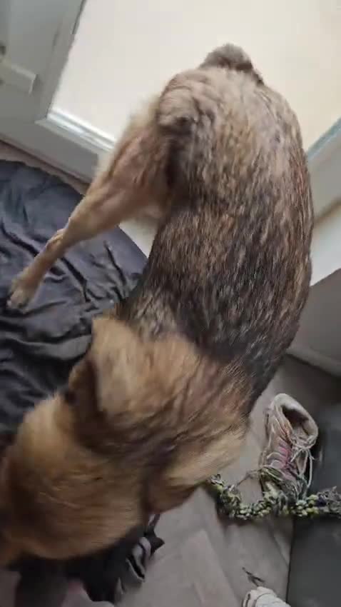 Mixed Breed dogs for sale: Handsome Bob - Video 2