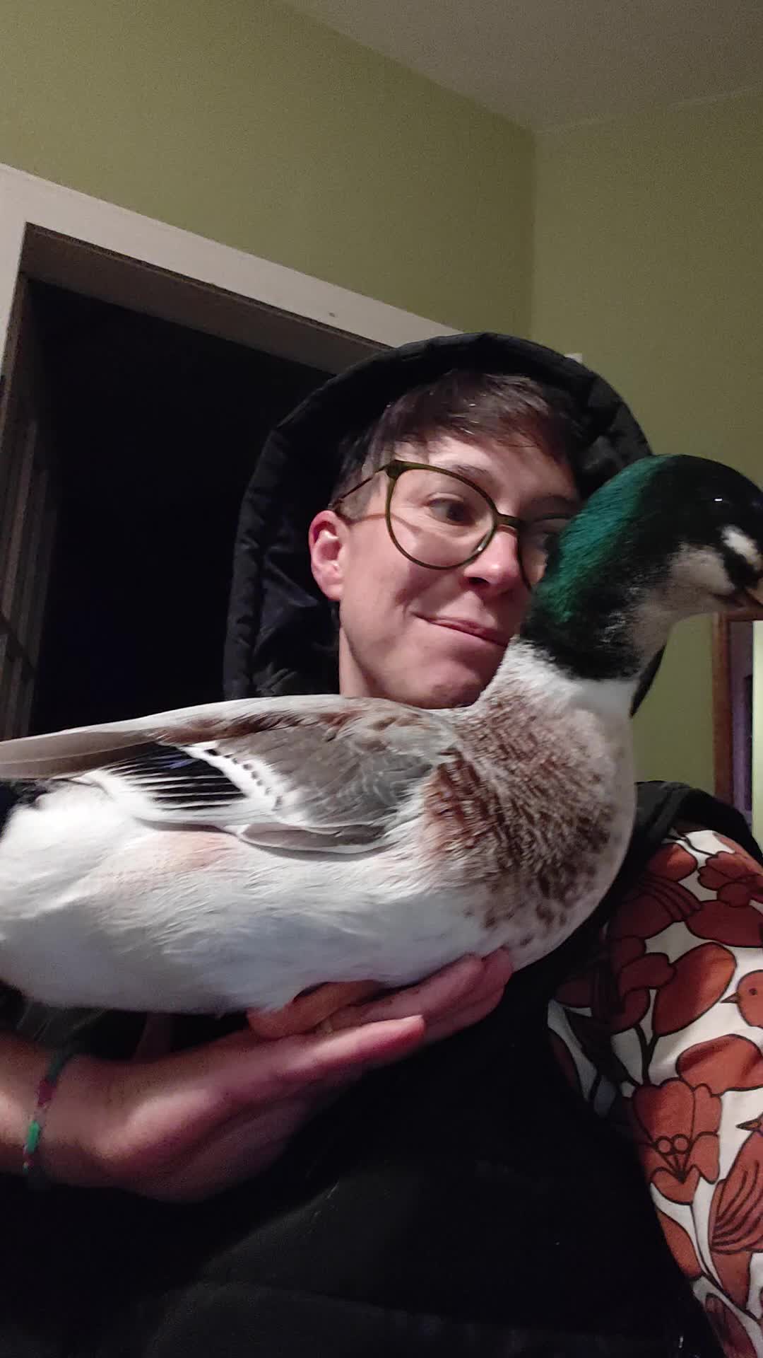 Ducks poultry for sale: Miniature Silver Appleyard drakes in Tranent - Video 1