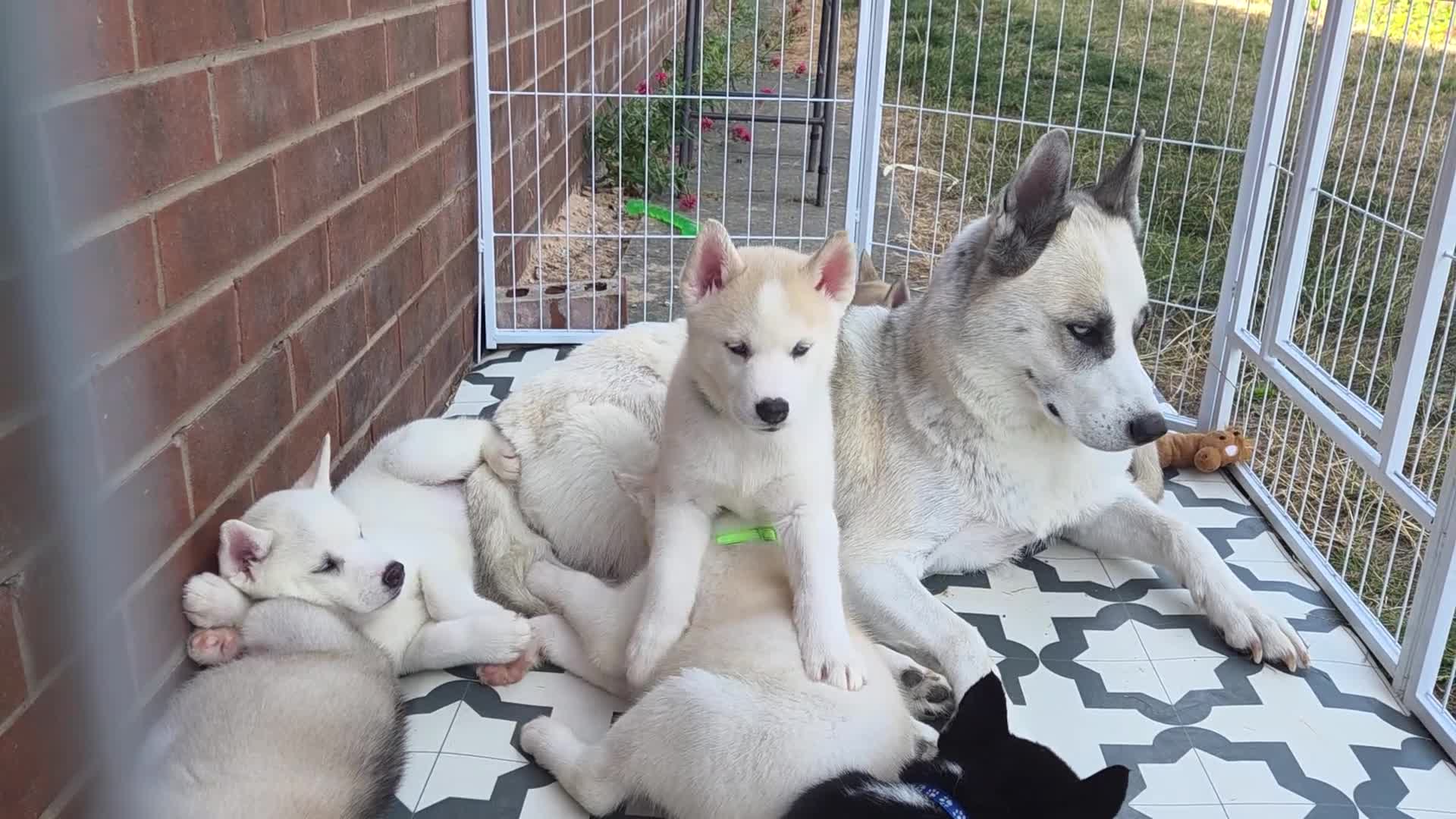 Huskita dogs for sale: Puppies for sale - Video 2