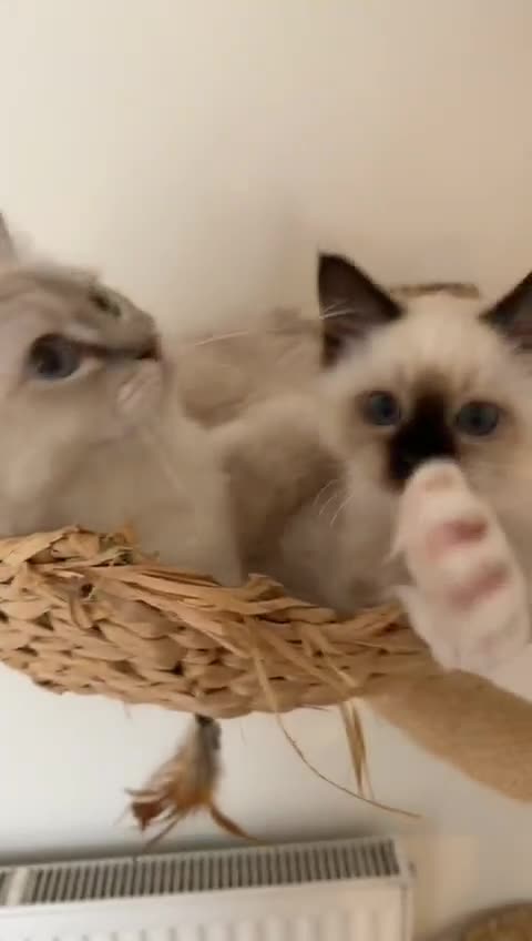 Ragdoll cats for sale: Adorable Loving blue mitted lynx - Video 2