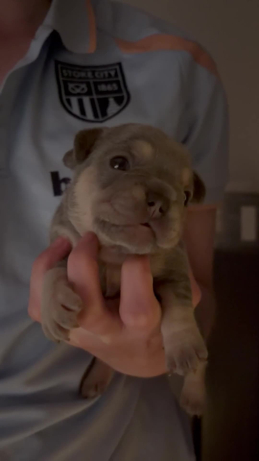 French Bulldog dogs for sale: RKC French bulldog puppy’s health tested parents  - Video 4