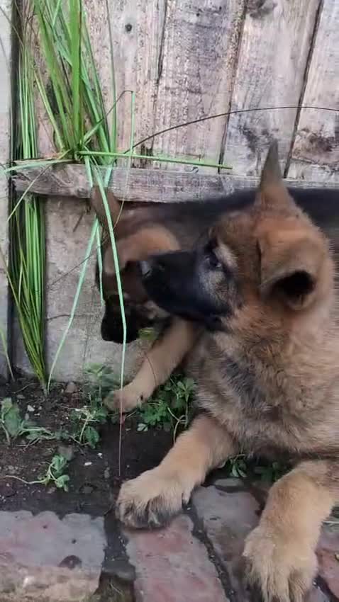 German Shepherd dogs for sale: Price Reduced! Last female German shepherd pups. - Video 1