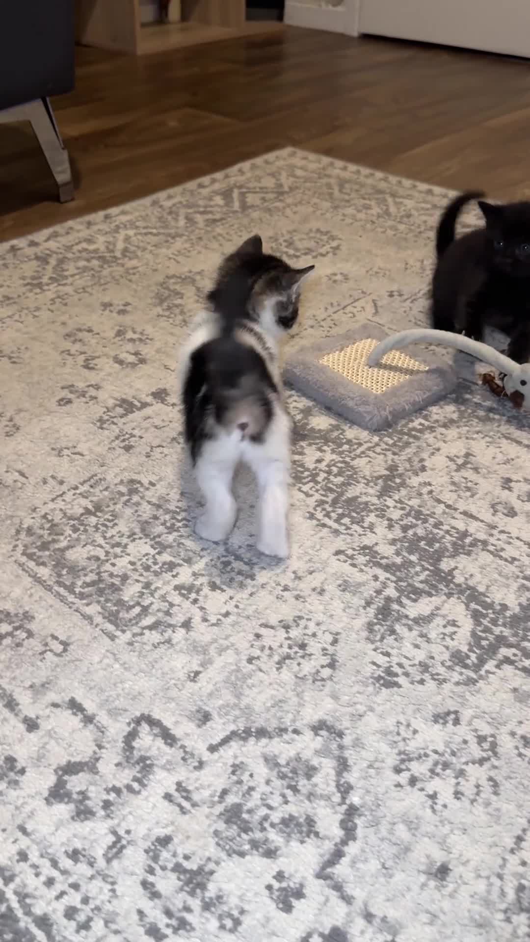 Domestic Shorthair cats for sale: Stunning little tabby/white girl kitten. - Video 1