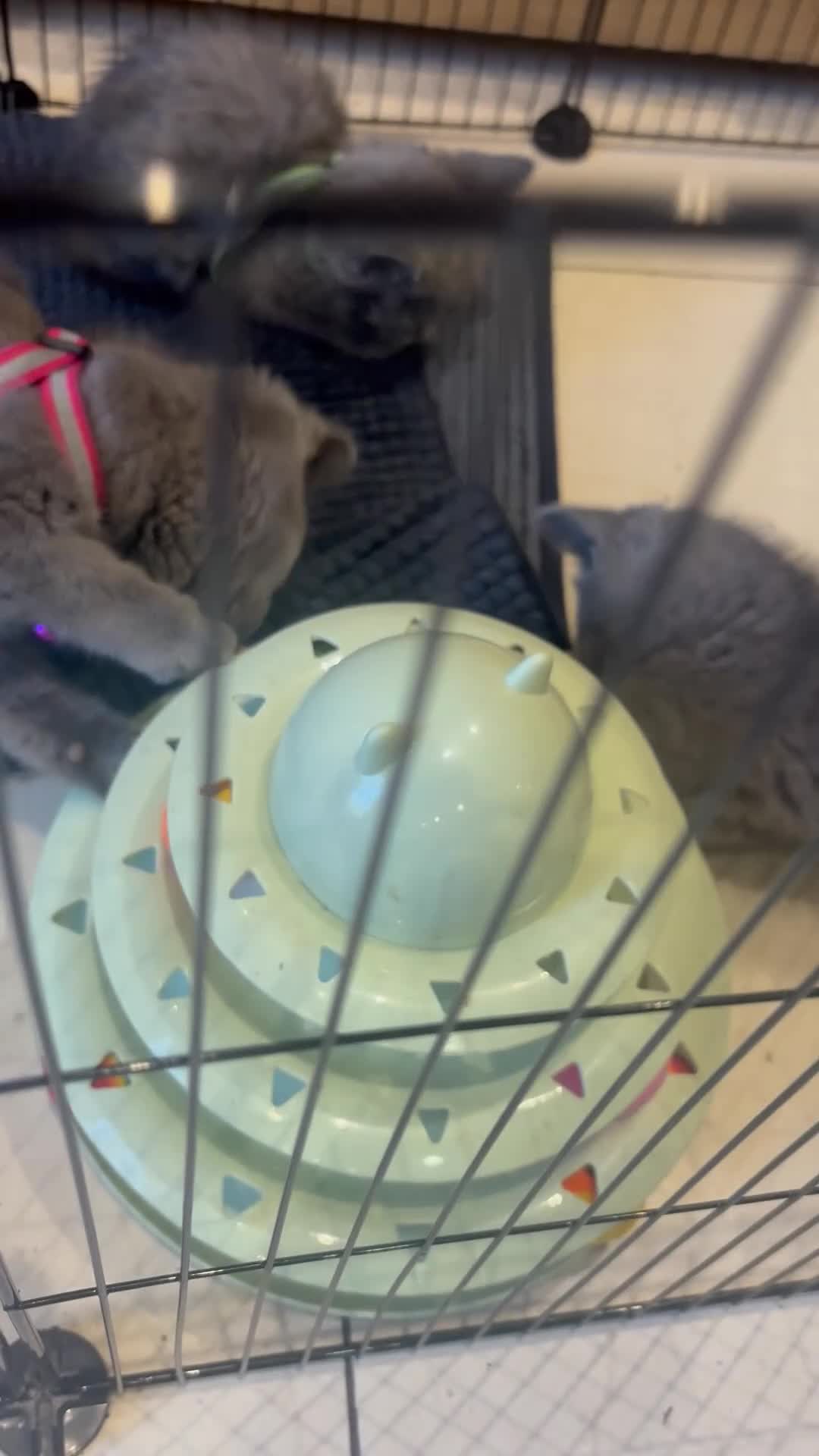 British Shorthair cats for sale: British Shorthair kittens  - Video 4